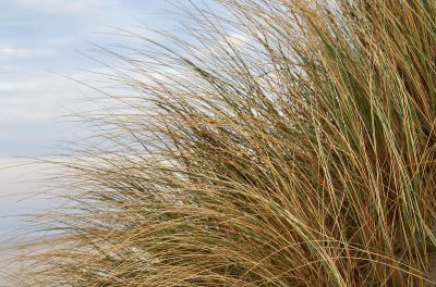 Das Betreten der Dünen ist zum Schutz der Flora und Fauna nicht gestattet