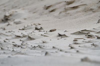 Dies ist keine Luftaufnahme der Gobi-Wüste, sondern eine Nahaufnahme unseres feinen Langeooger Sandstrandes